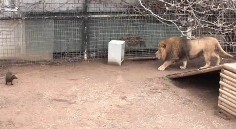 ライオンの檻に入った犬。その後起こった衝撃の出来事とは？！